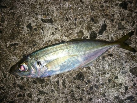 メバル狙いのつもりがアジ